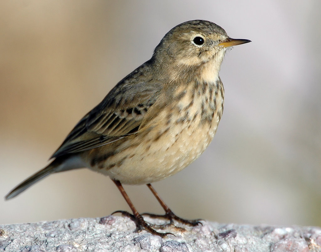 Pipit, American  D-021.jpg