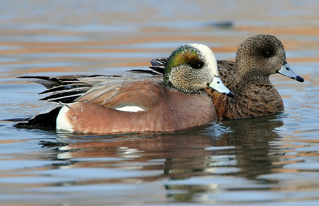 Wigeon, American