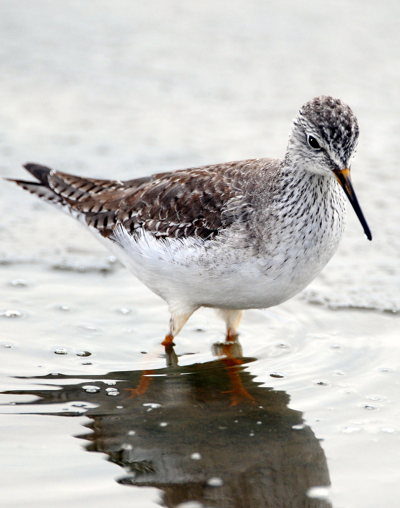 Yellowlegs Lesser D-012.jpg