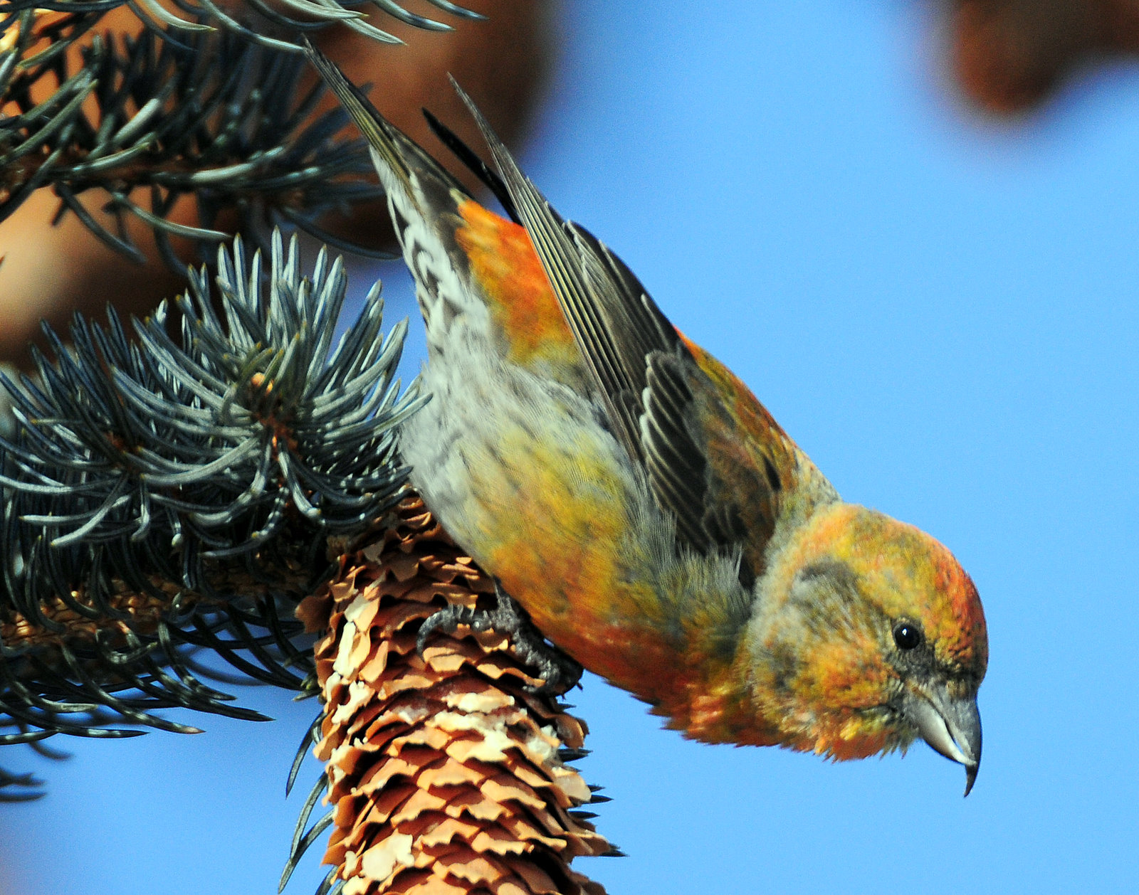 Crossbill  Red D-012.jpg