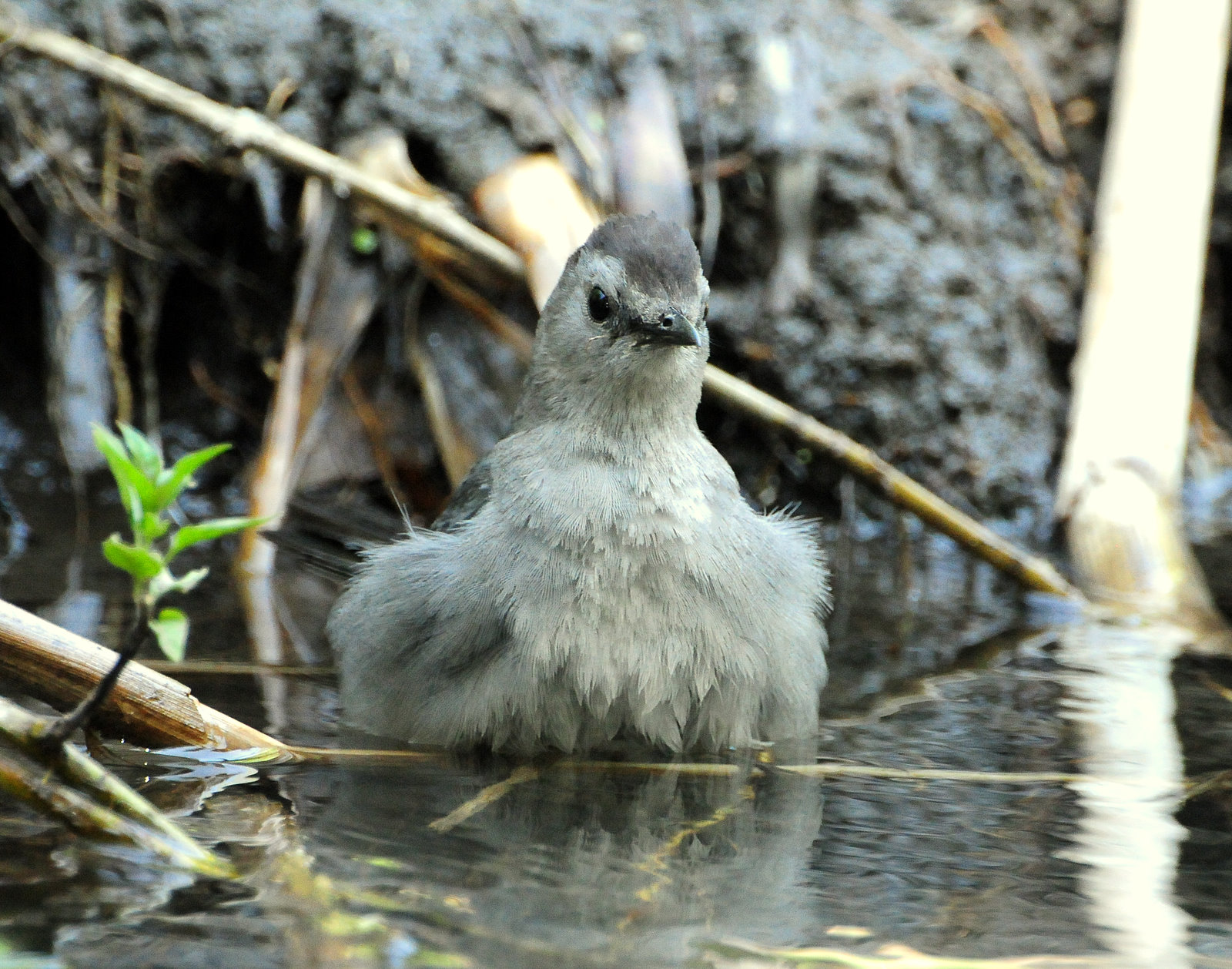 Catbird, Gray