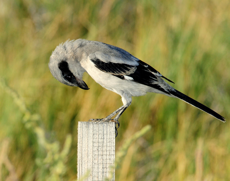 Shrike, Loggerhead (Juvenile)