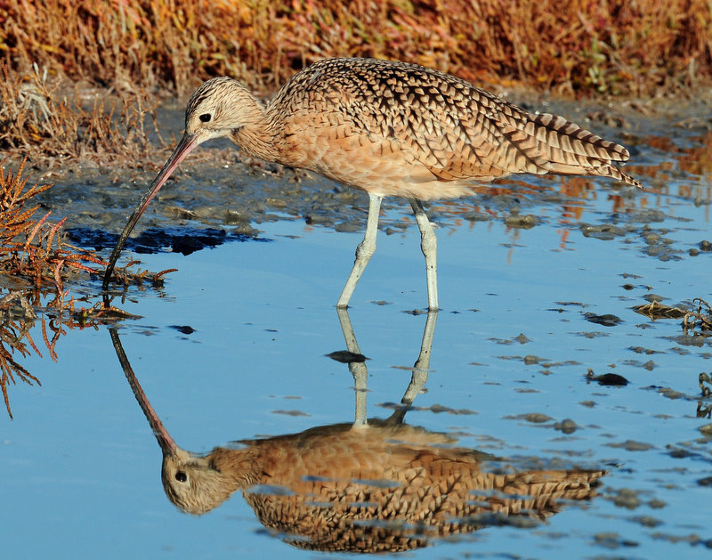 Curlew in Autumn