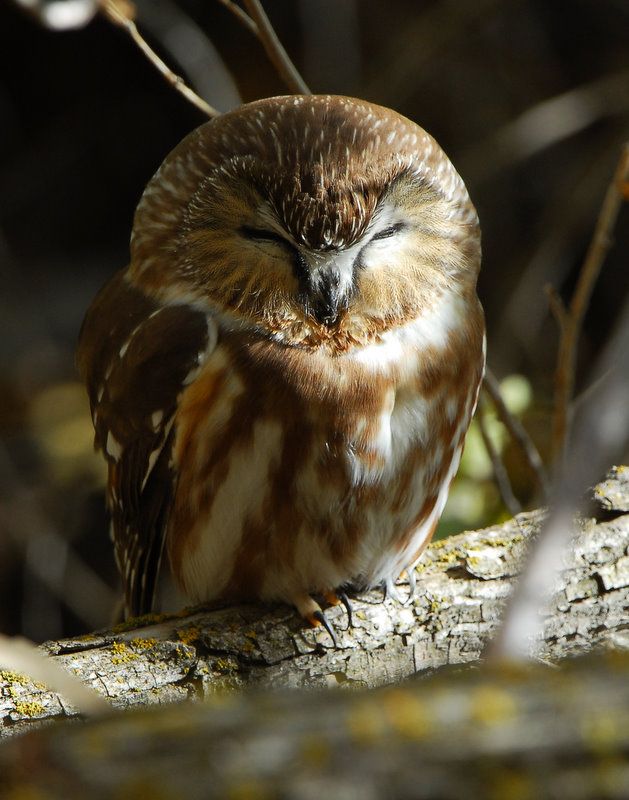 Owl, Northern Saw-whet