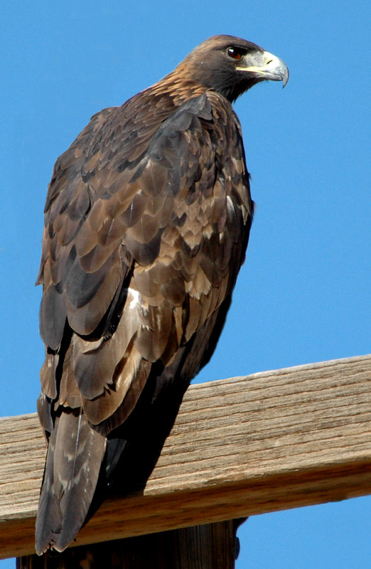 Eagle, Golden