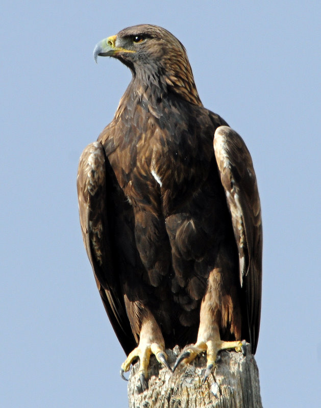 Eagle, Golden