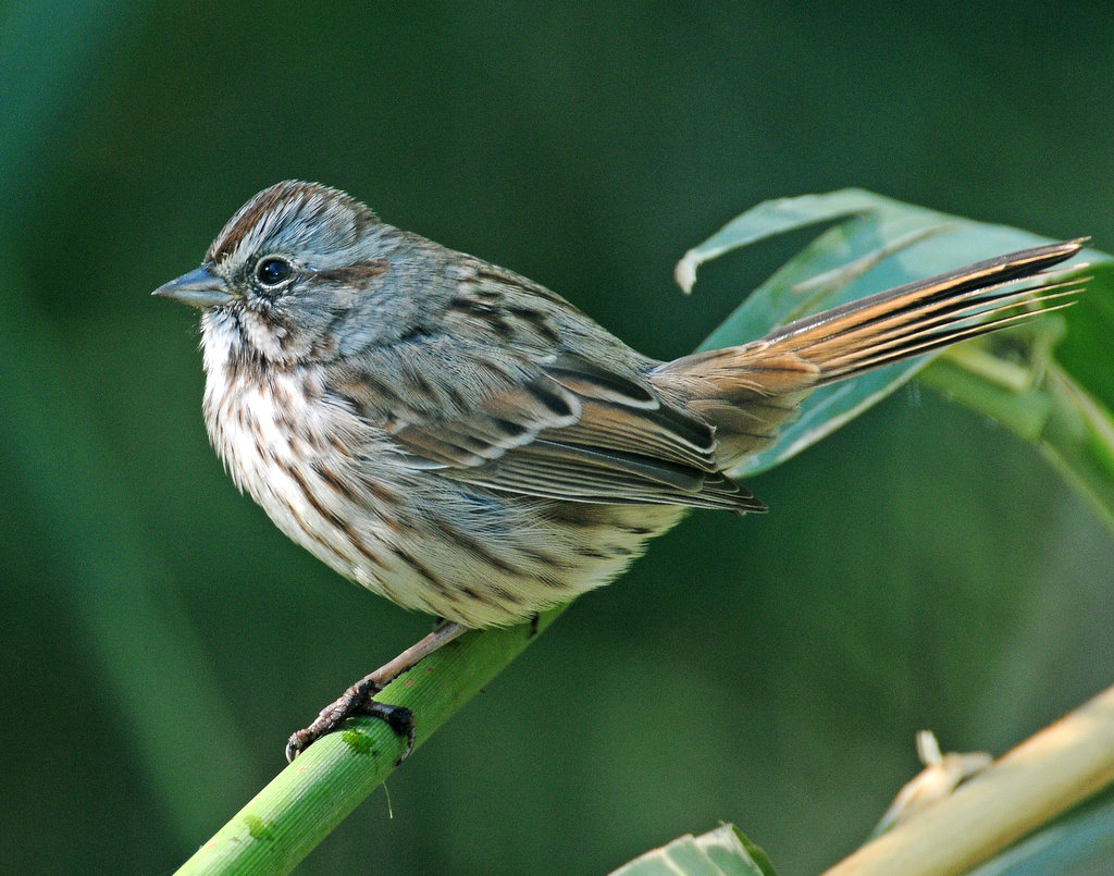 Sparrow, Song