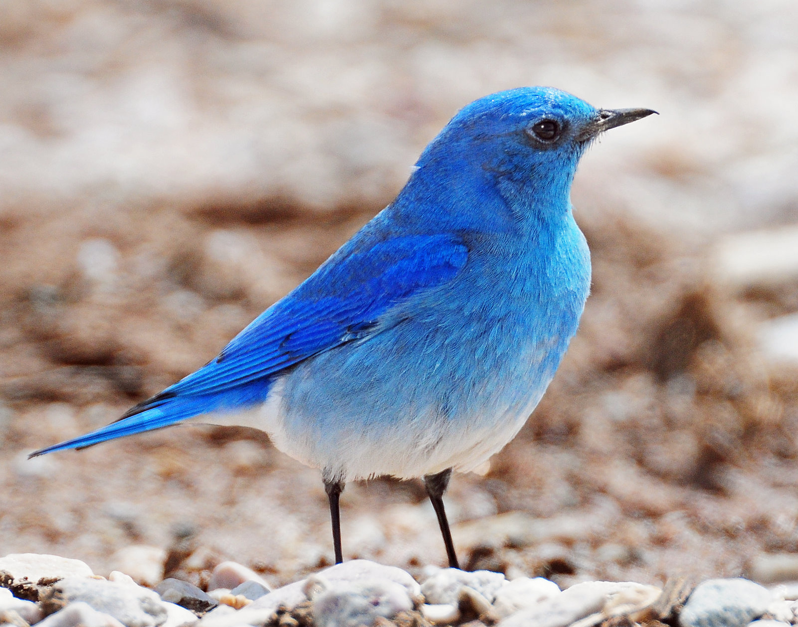 Bluebird, Mountain