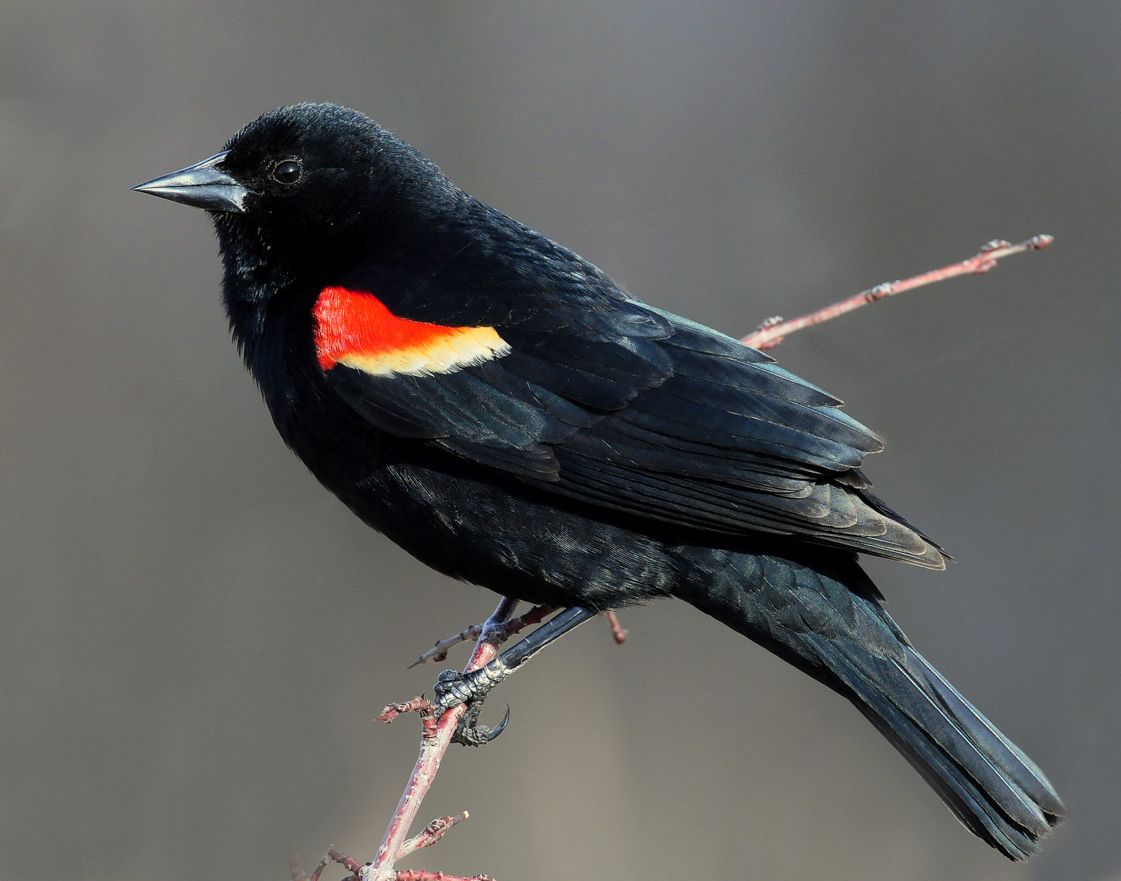 Blackbird, Red-winged