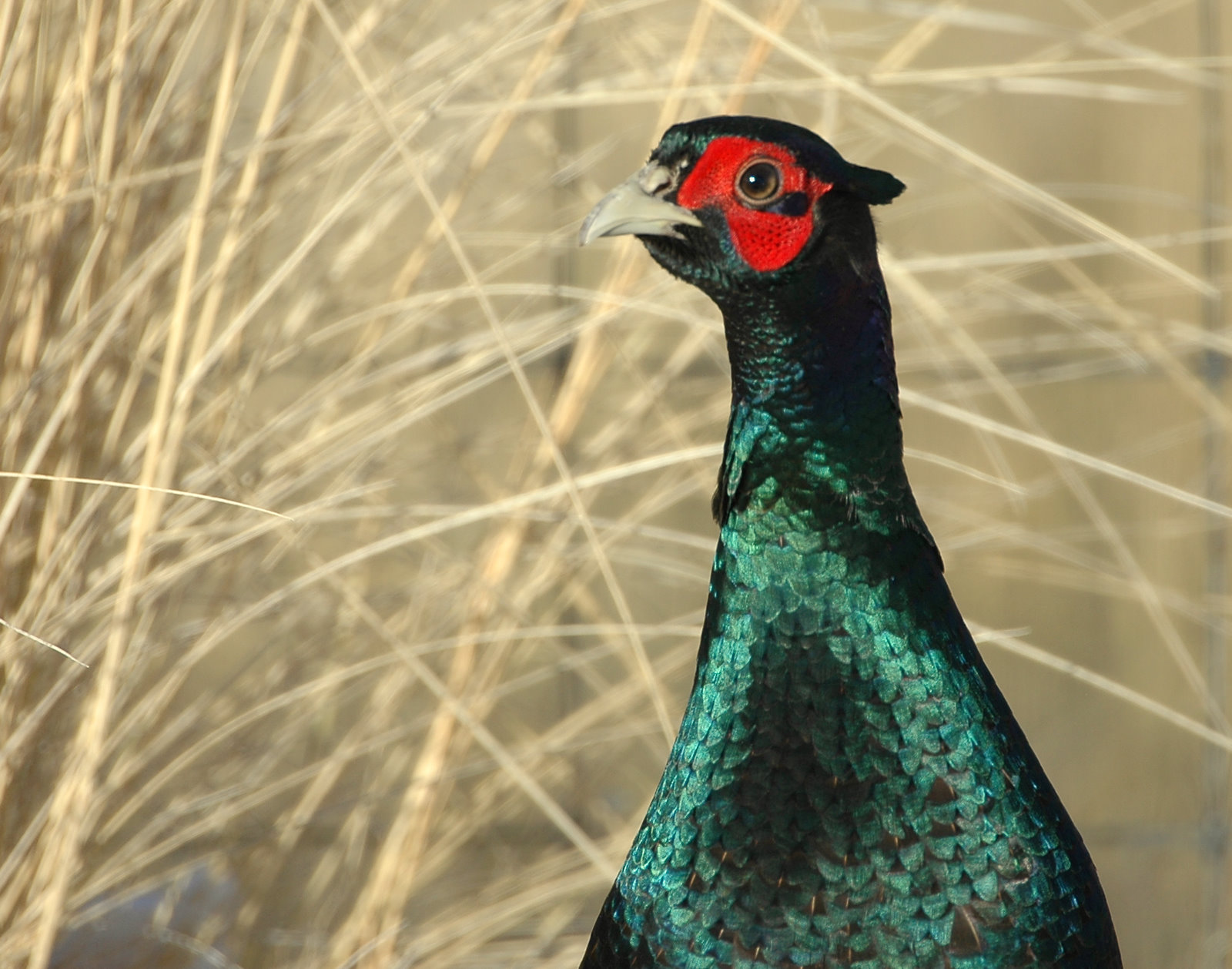 Pheasant, Green