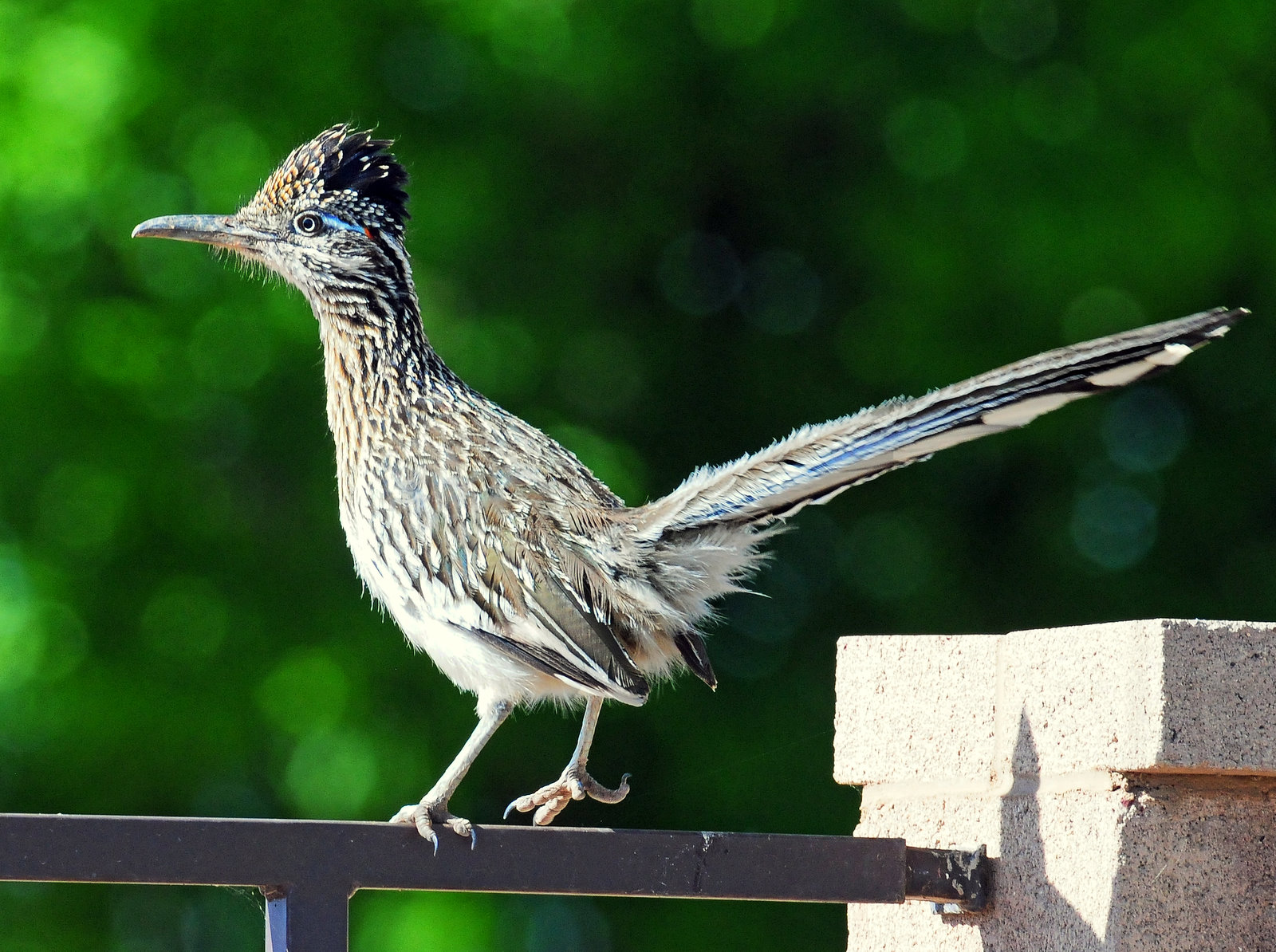 Roadrunner, Greater