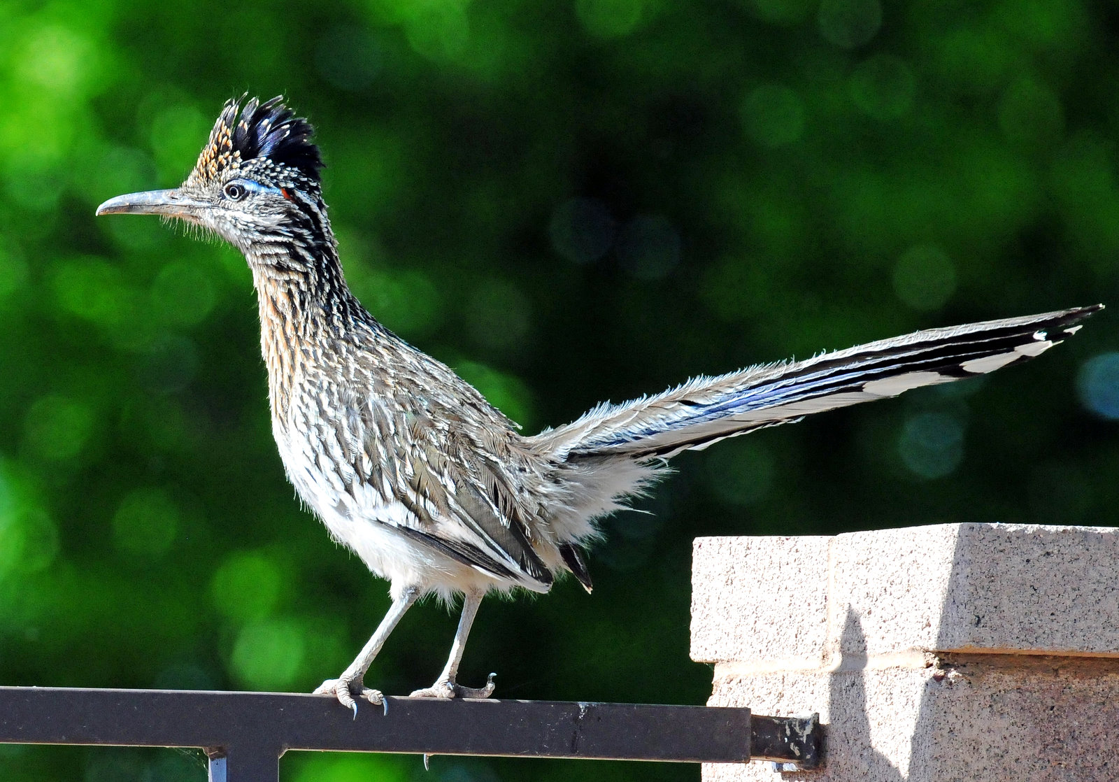 Roadrunner, Greater