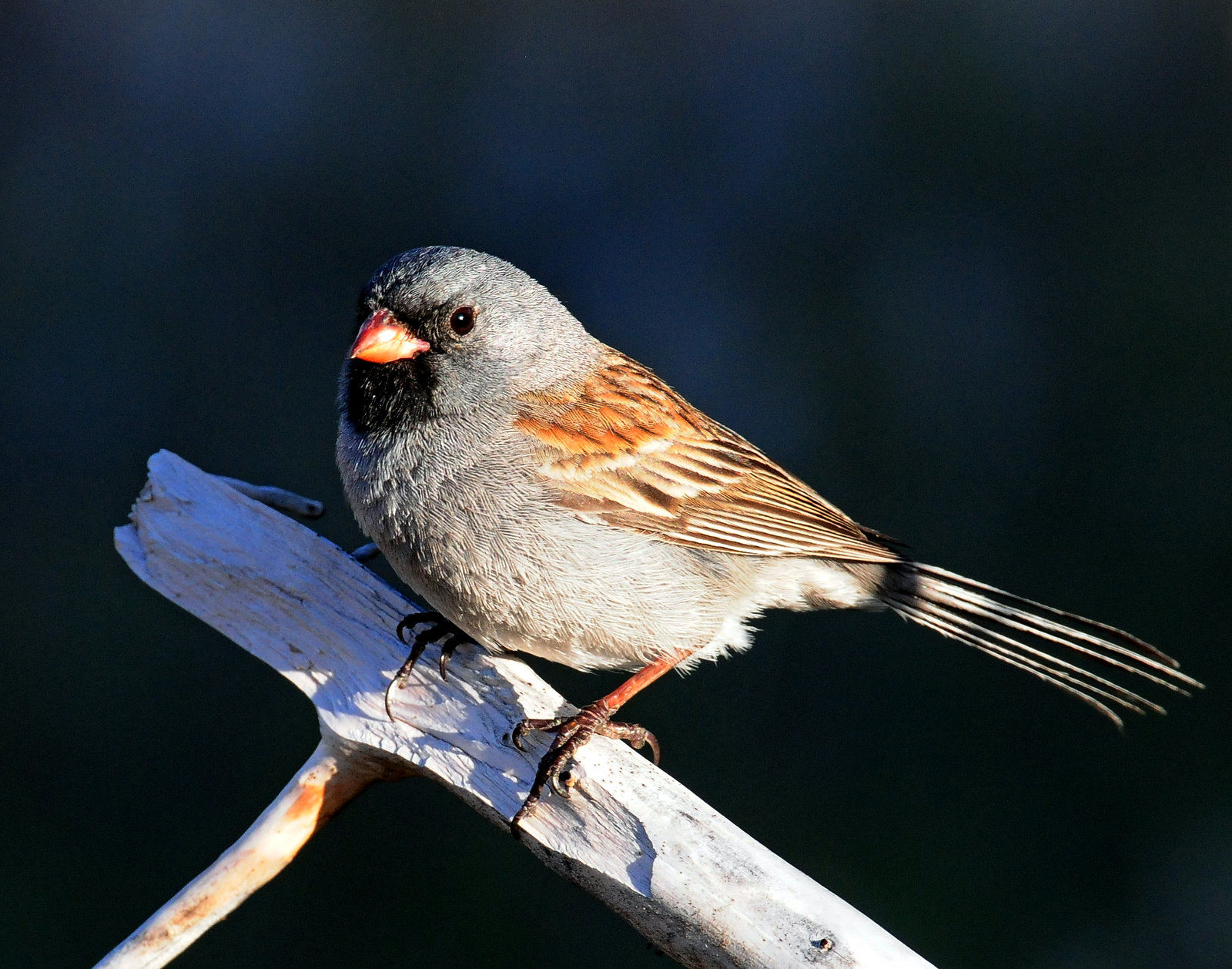 Sparrow,  Black-chinned