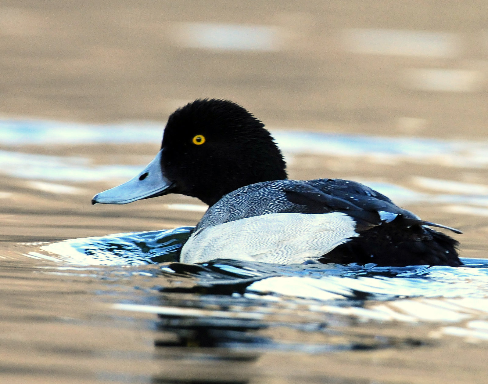 Scaup, Greater