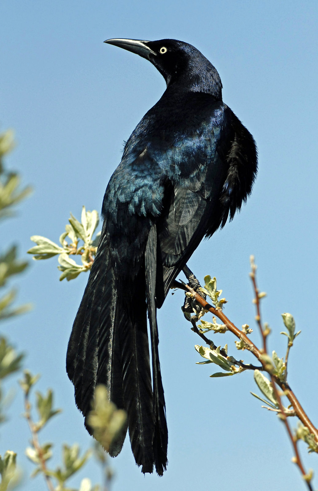 Grackle, Great-tailed