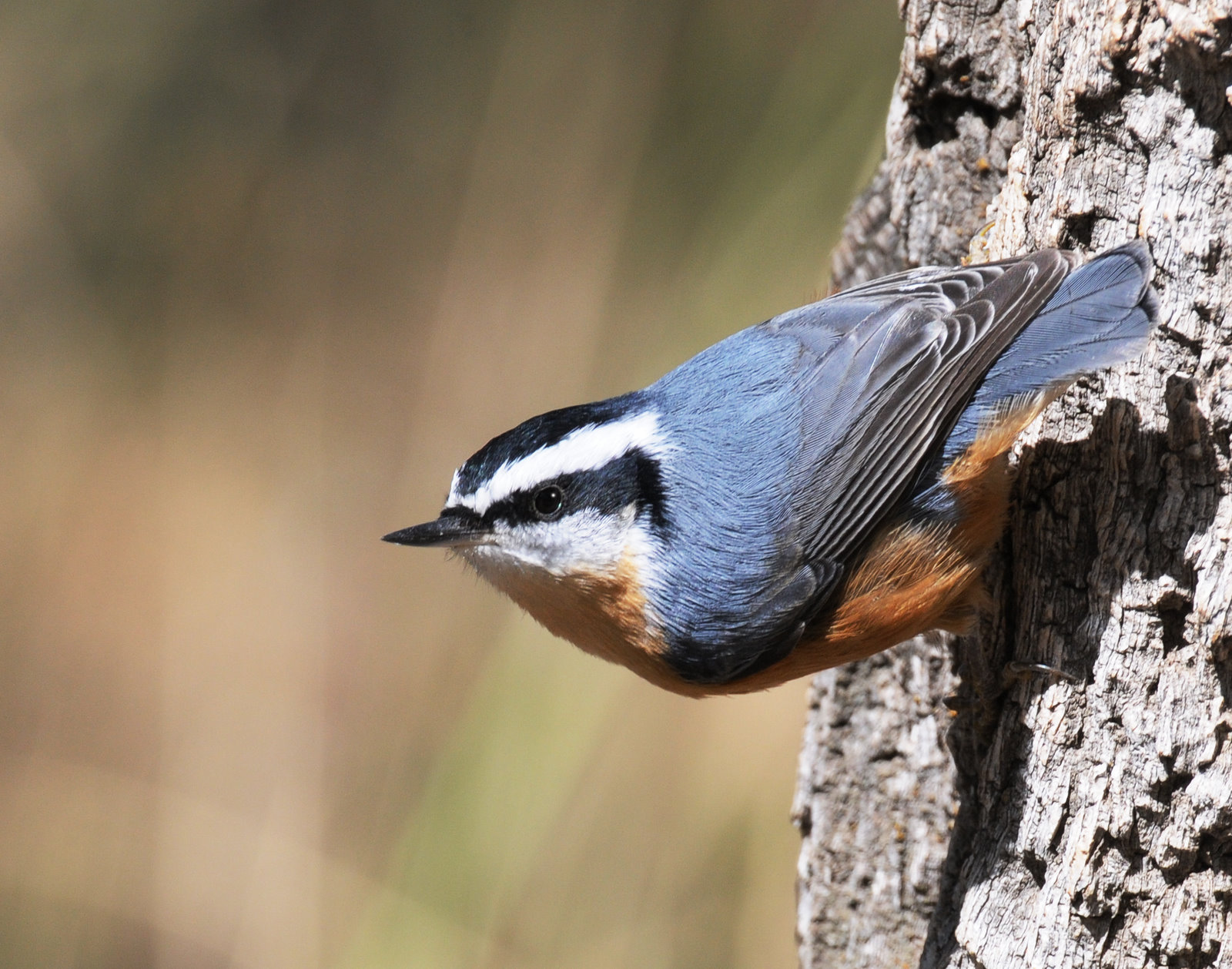 Nuthatch, Red-breasted