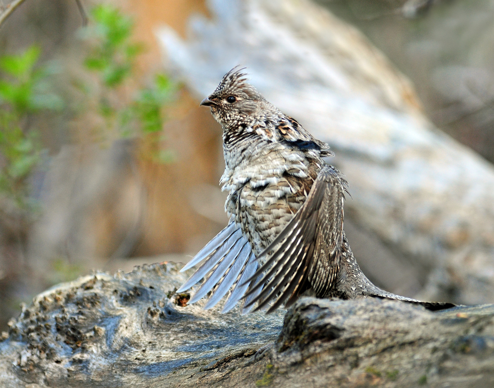 Grouse, Ruffed