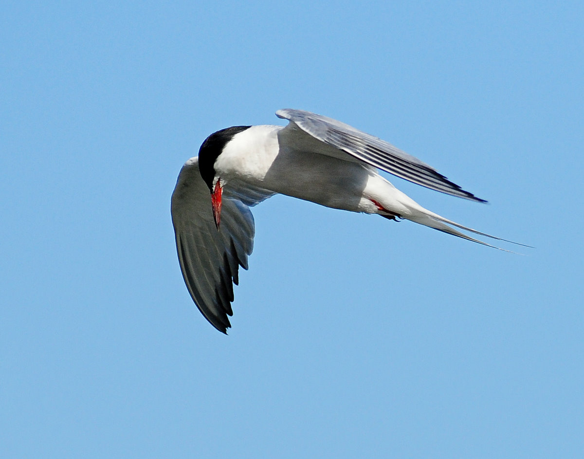 Tern, Common