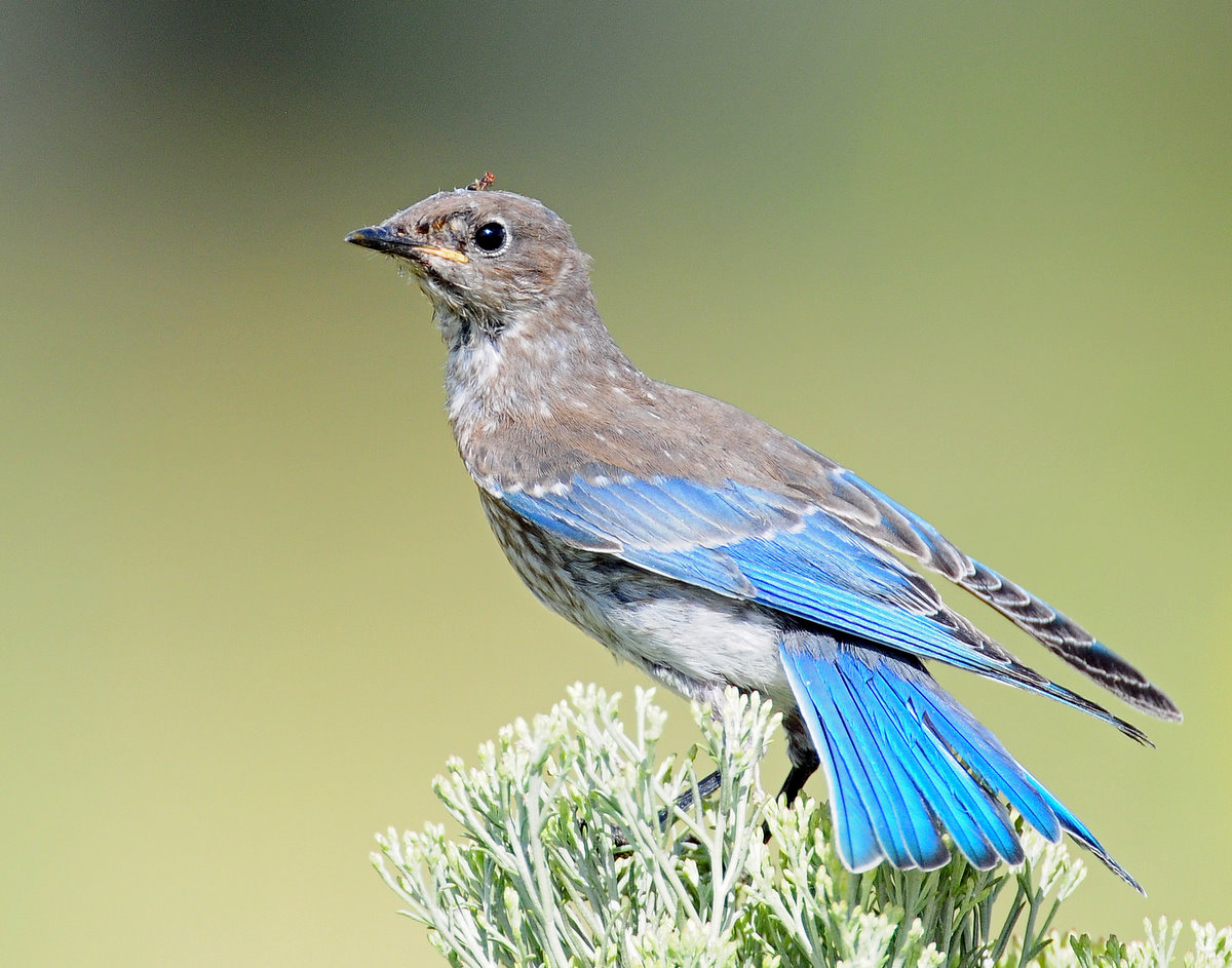 Bluebird, Mountain (Juvenile)