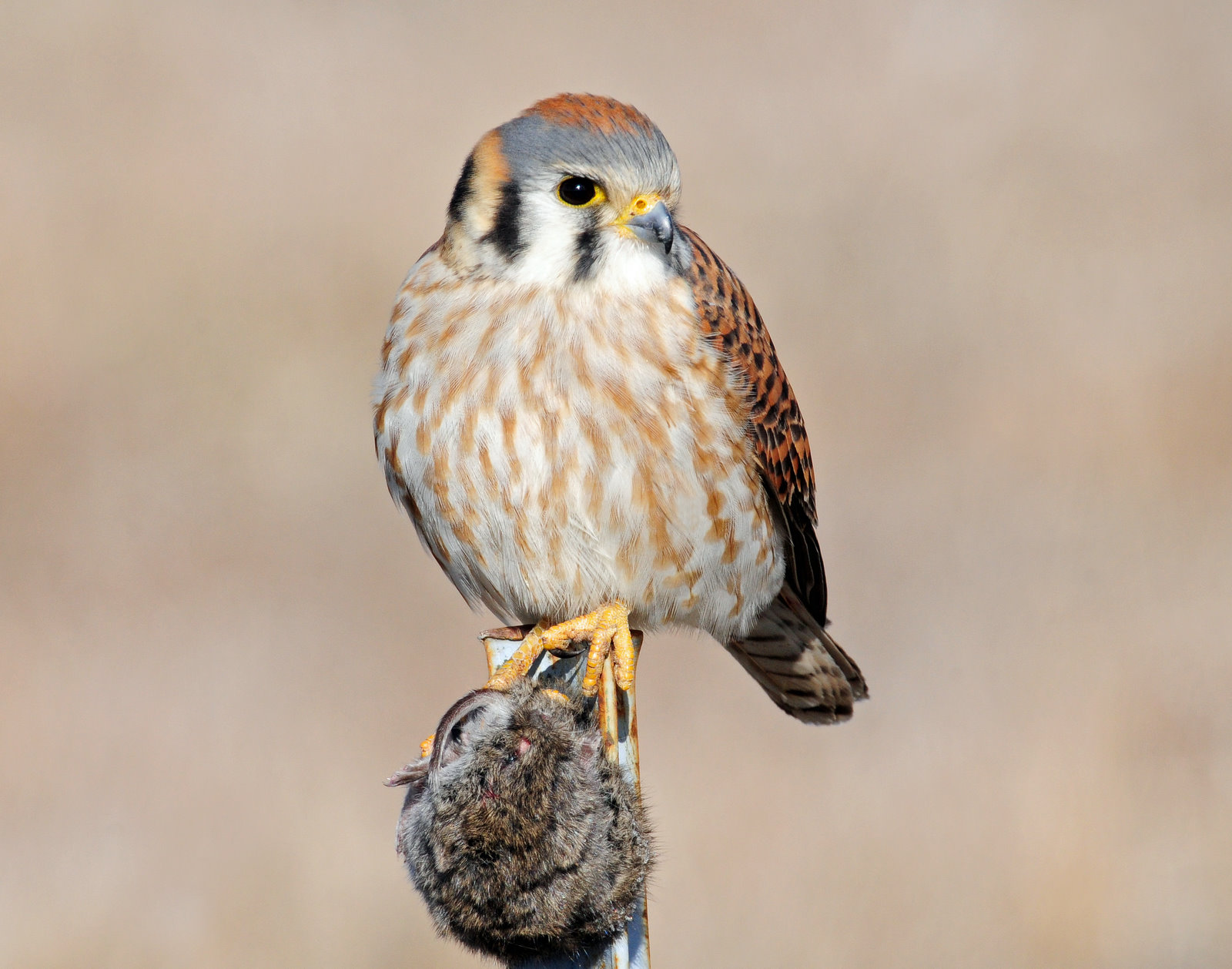 Kestrel, American