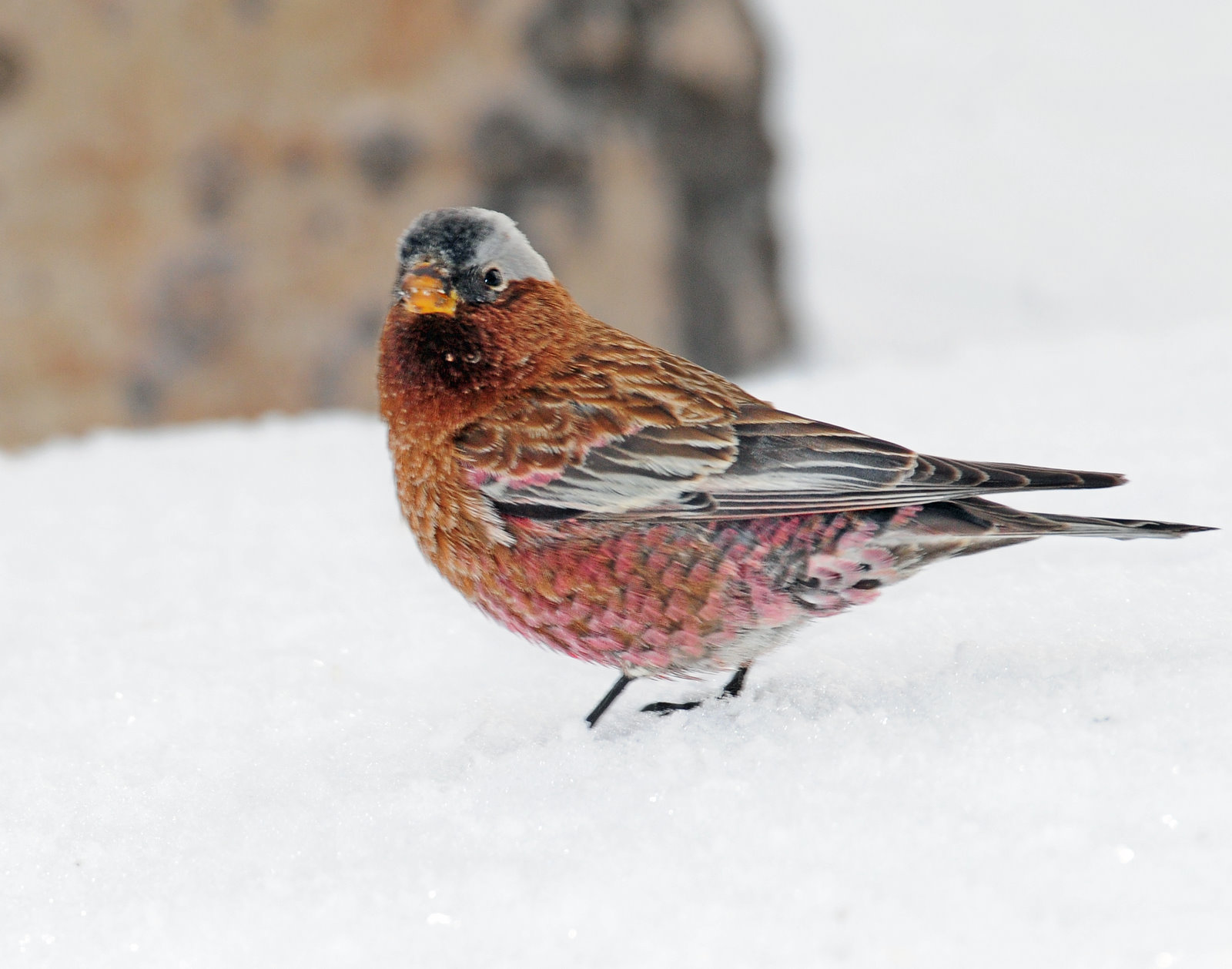 Rosy-Finch, Gray-crowned