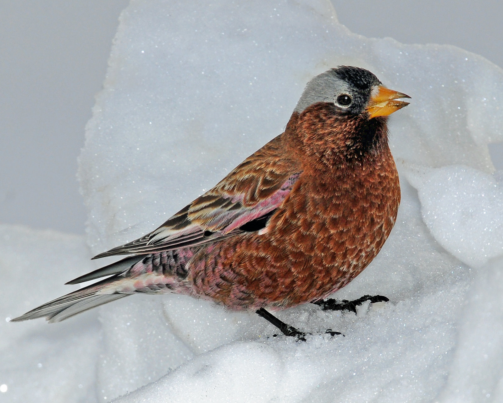 Gray-crowned Rosy Finch
