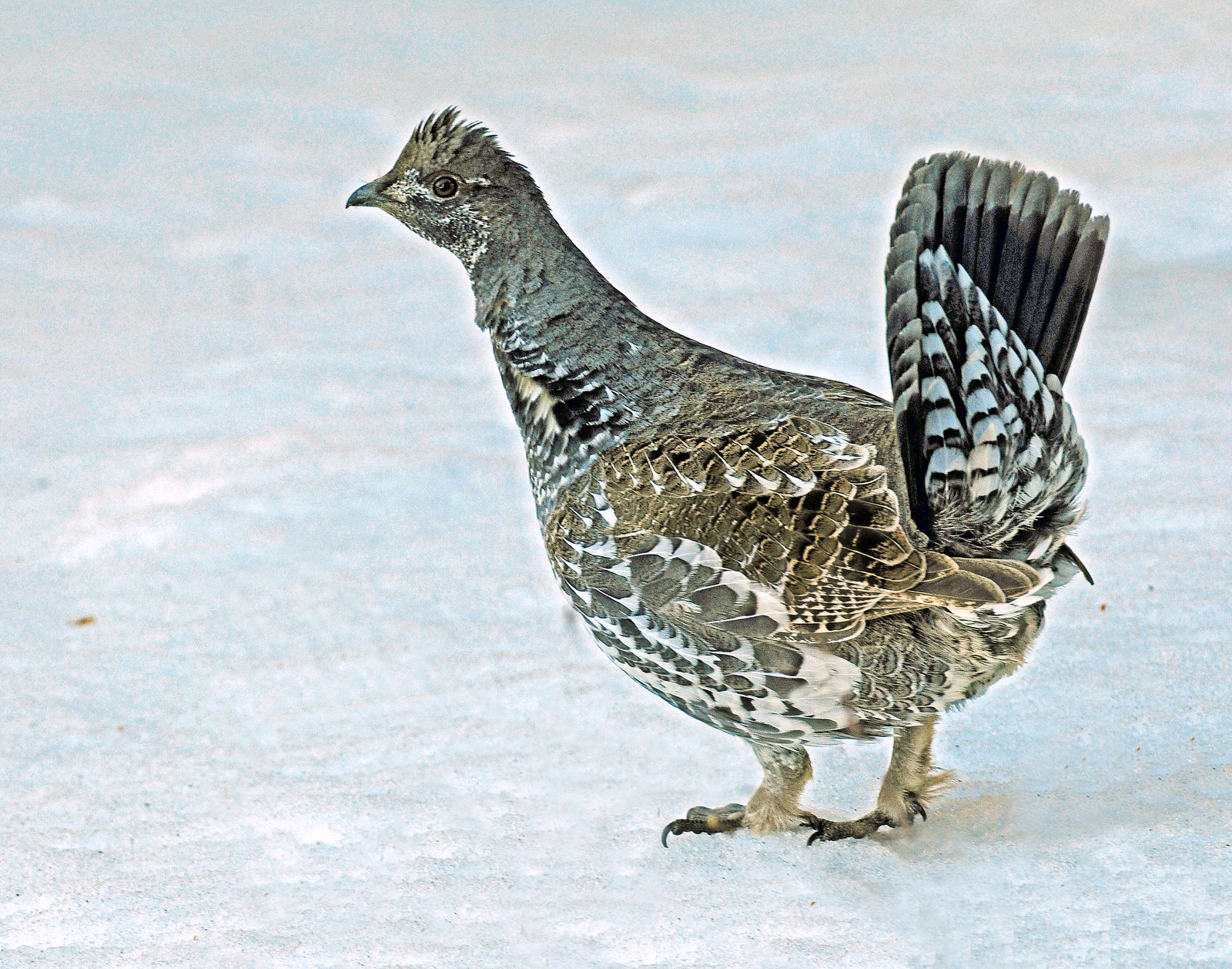 Grouse, Dusky