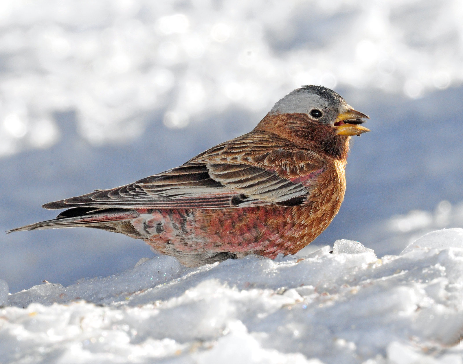 Gray-crowned Rosy Finch