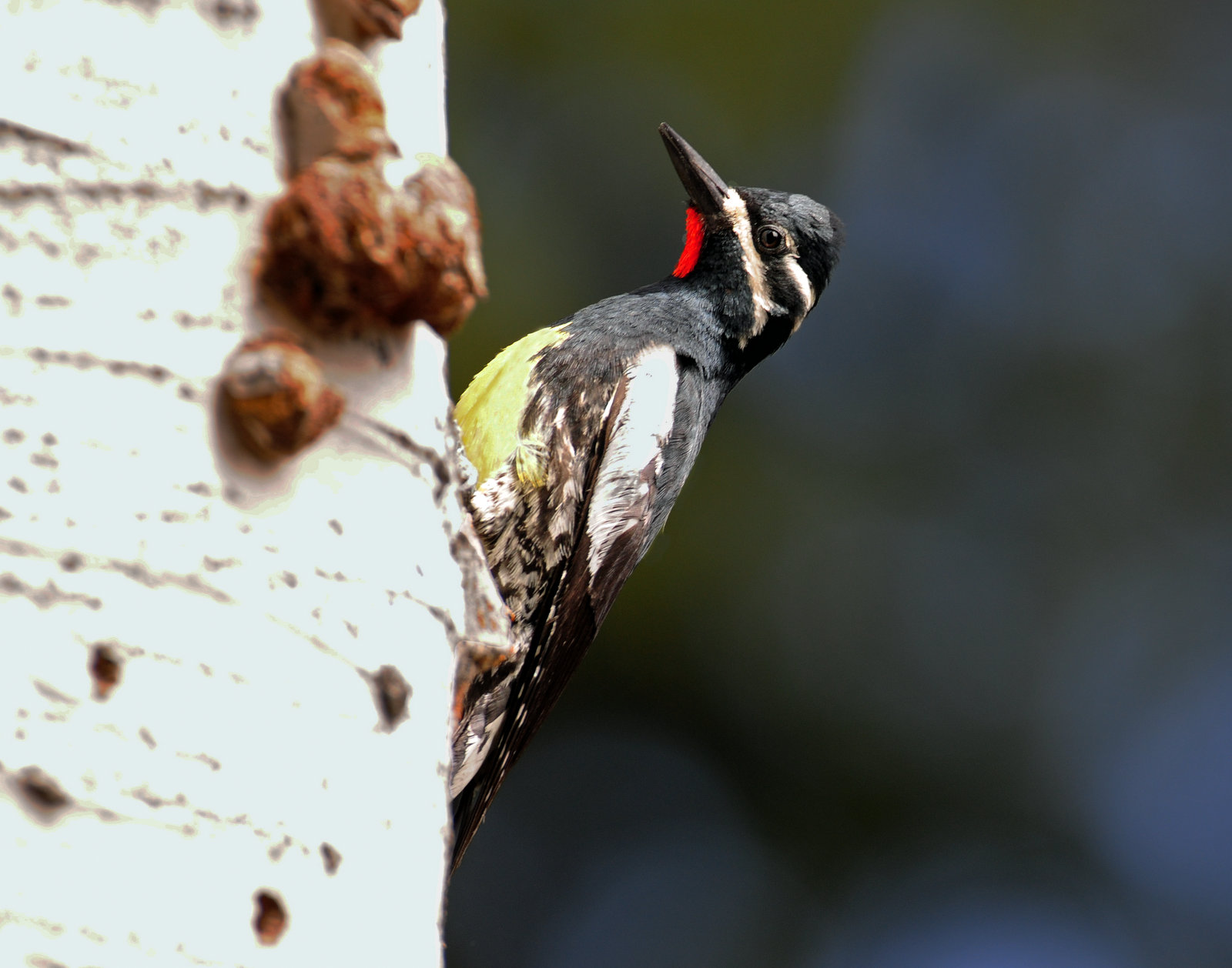 Sapsucker, Williamsons