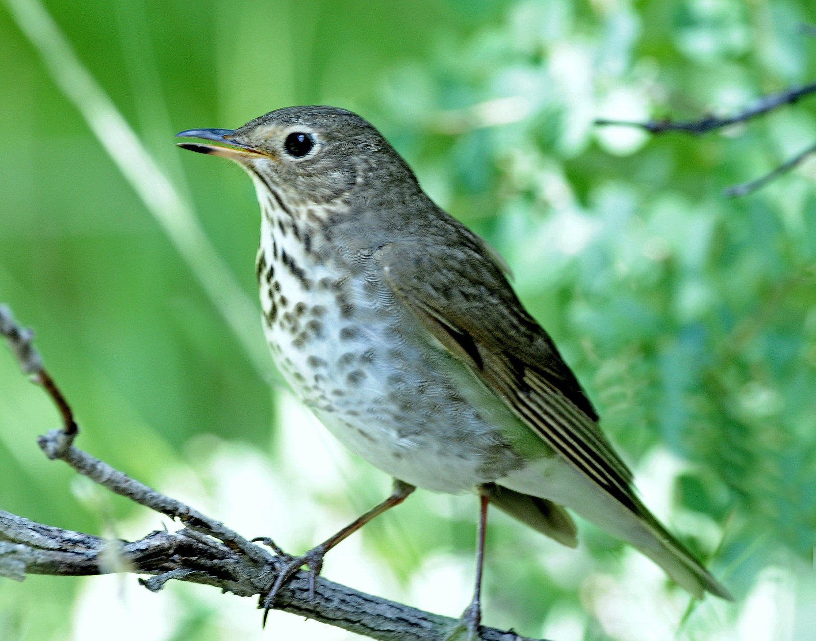 Thrush, Swainsons