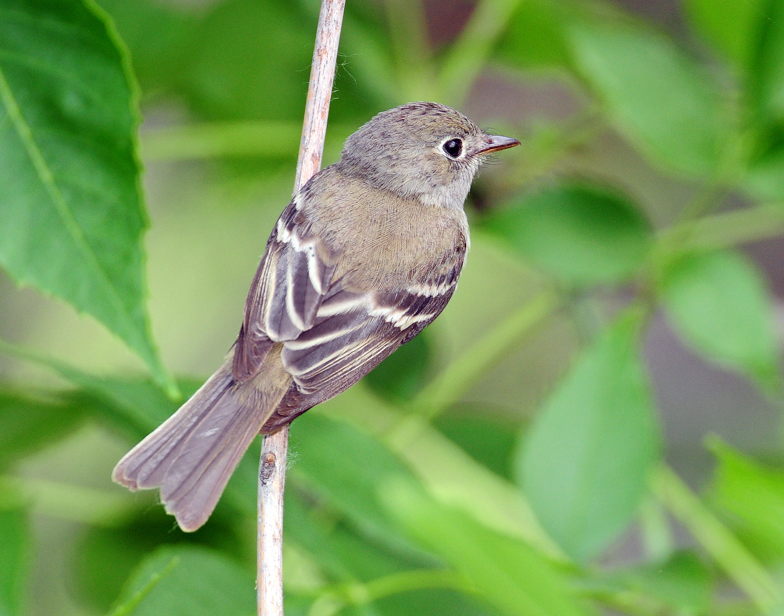 Flycatcher, Least