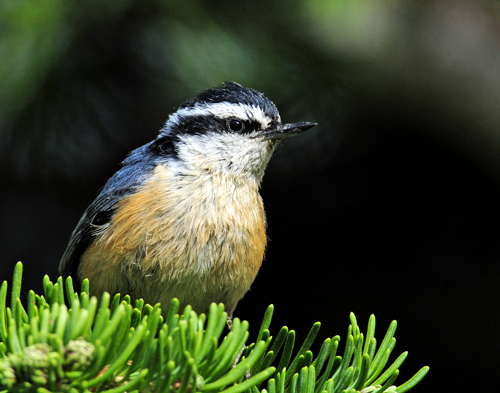 Nuthatch, Red-breasted