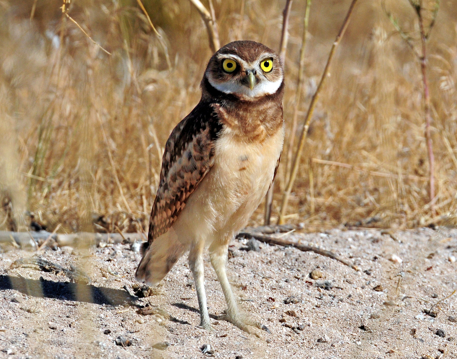 Owl, Burrowing