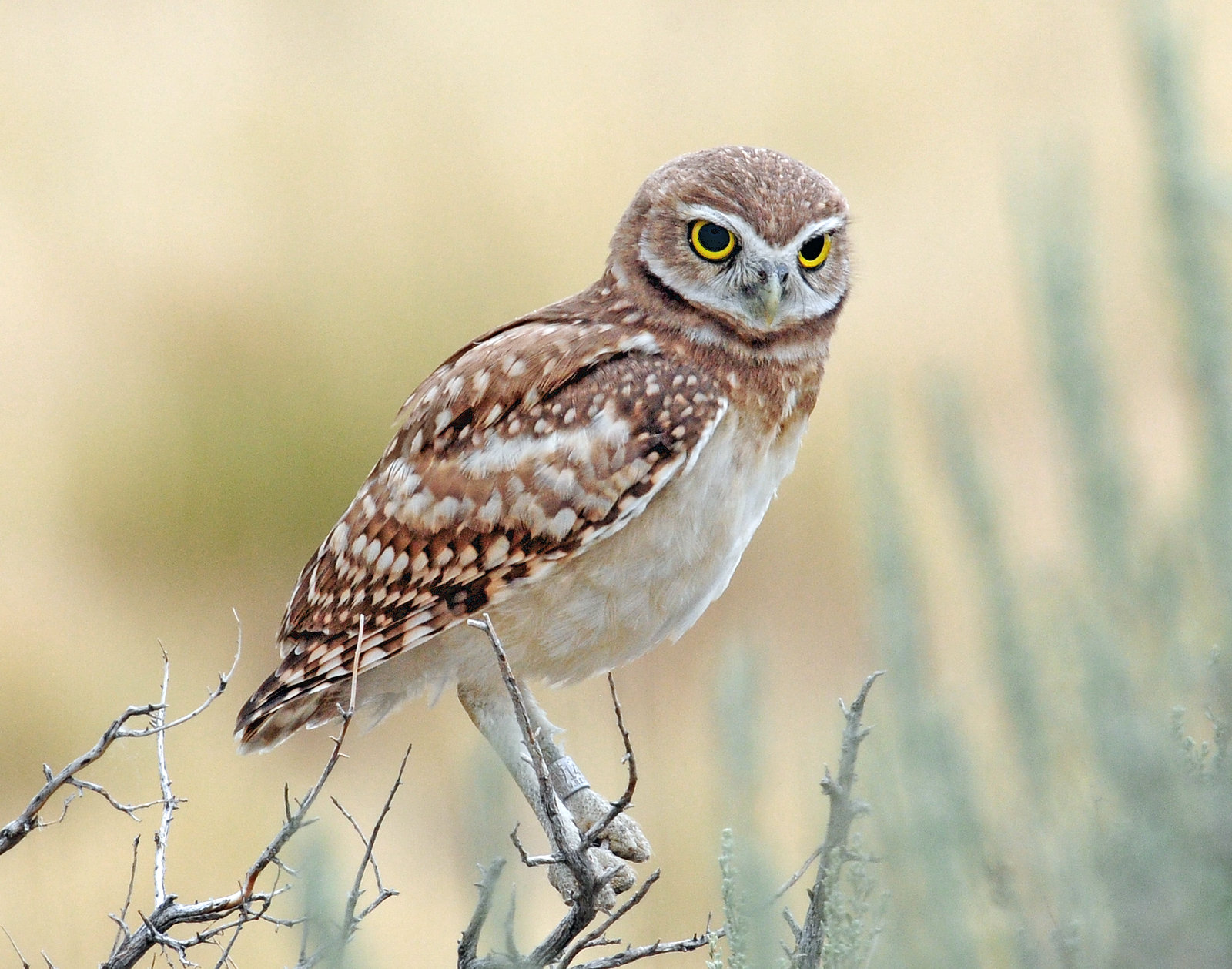 Owl, Burrowing (Fledgling)