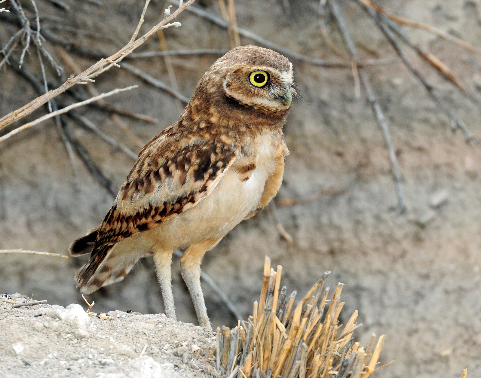 Owls, Burrowing  