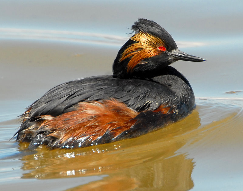 Grebe Eared D-011.jpg