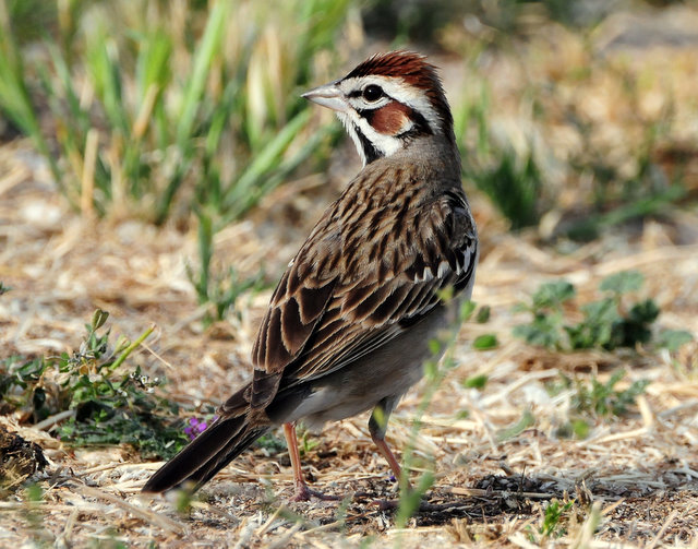 Sparrow Lark D-007.jpg