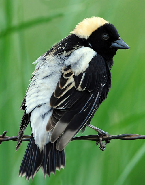 Bobolink