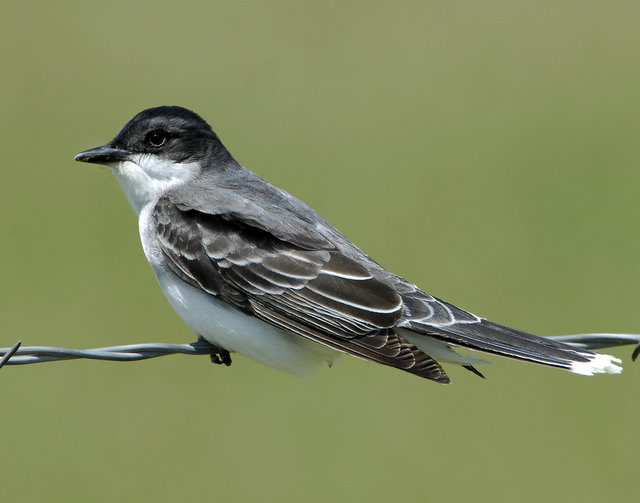 Kingbird Eastern D--003.jpg