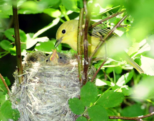 Warbler Yellow D-43.jpg