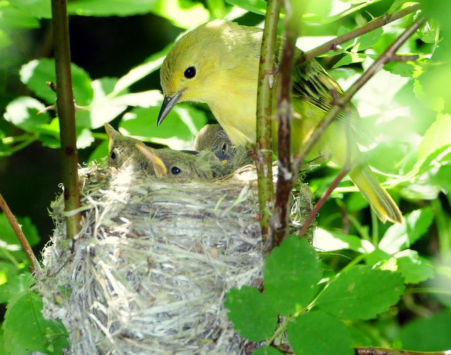 Warbler Yellow D-44.jpg