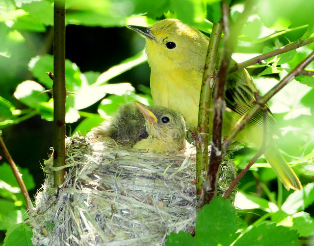 Warbler Yellow D-45.jpg
