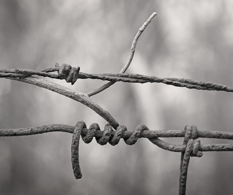 old fence, dead vine