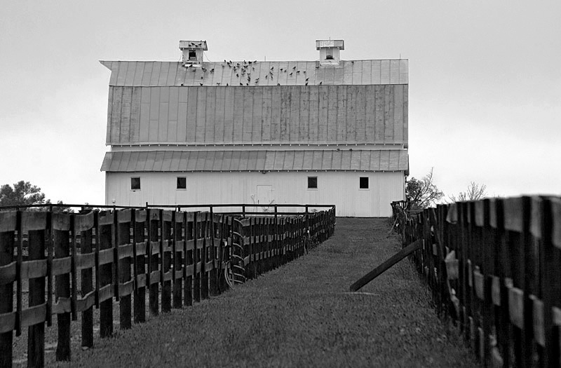 blue barn B/W
