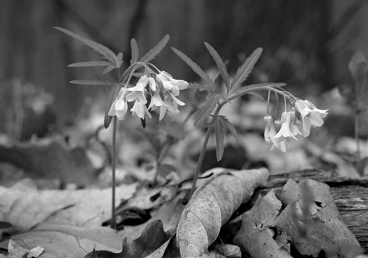 spring wildflowers B/W