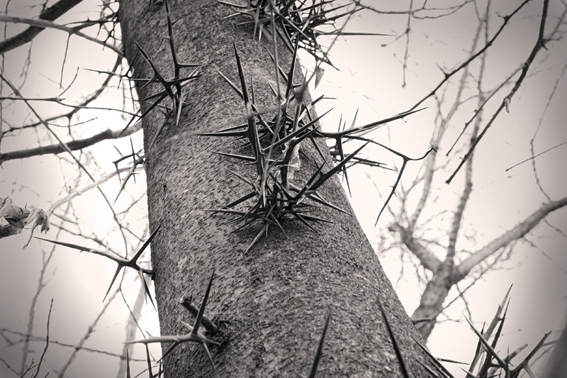 tree of thorns