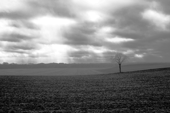 field of dreams