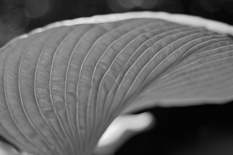 under the hosta leaf B/W