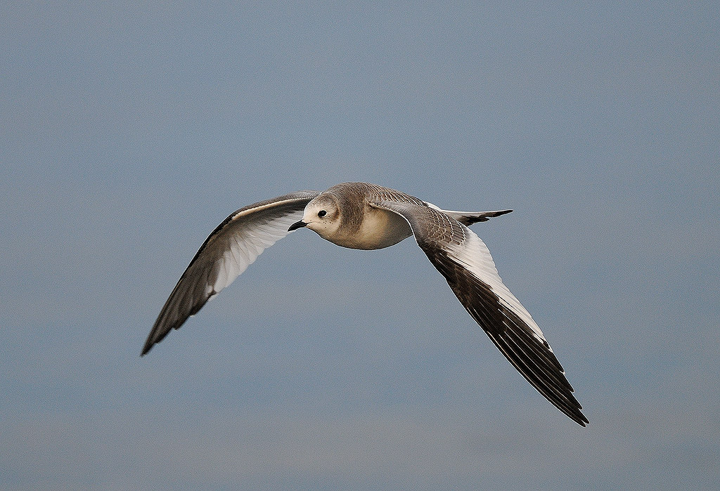 Larus sabini, Sabines Gull, Trnms