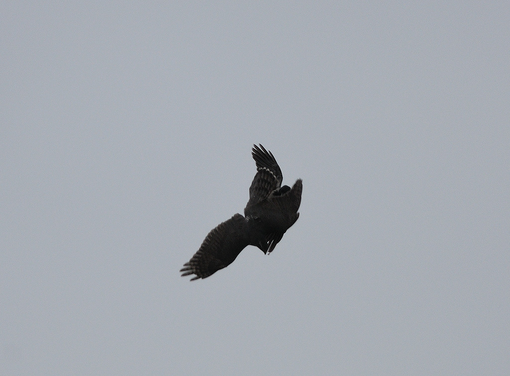 Accipiter gentilis, Northern Goshawk, Duvhk